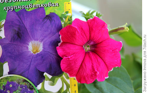 третий цветок