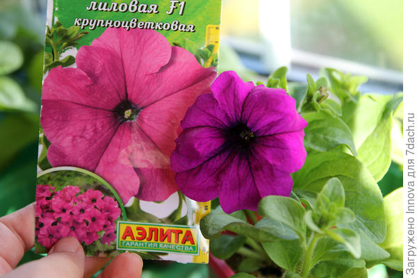 Комплиментуния лиловая