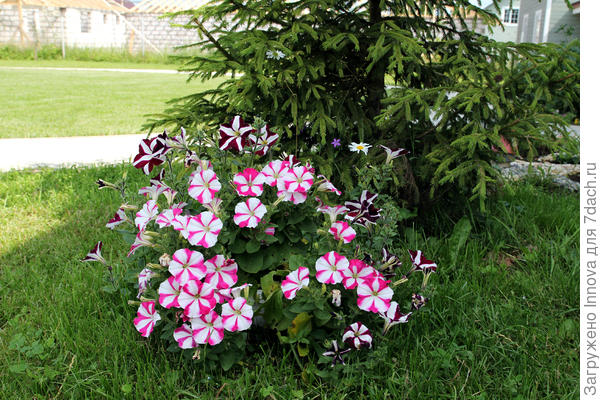 Летний звездопад