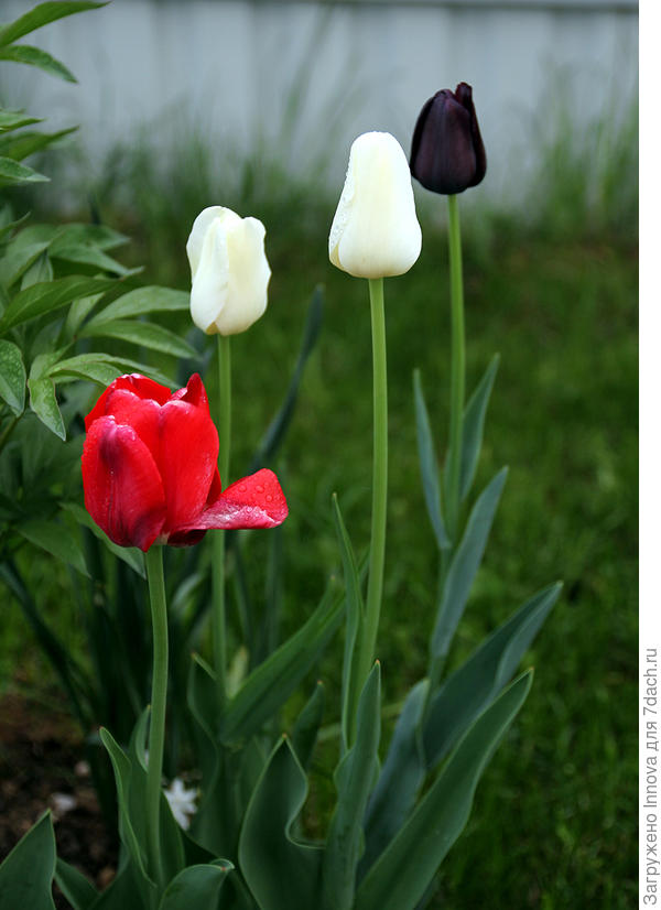 Случайна группа