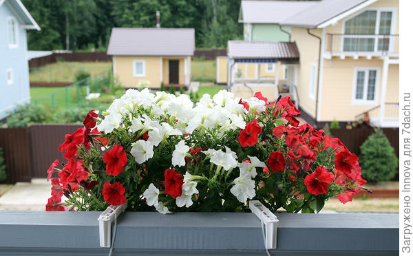 26 июля
