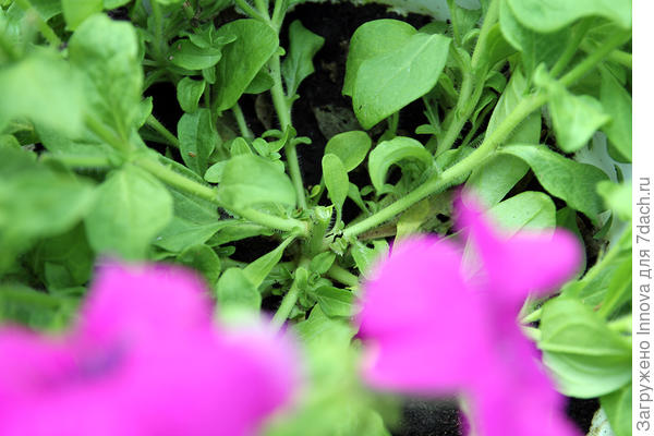 28-го июля сломана основная ветка и еще несколько