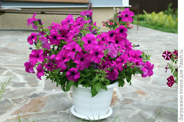 Мой любимый кустик комплиментунии лиловой 24 июля