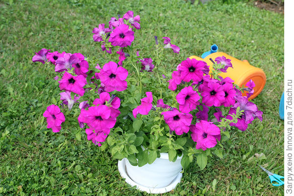 Стал кустик такой