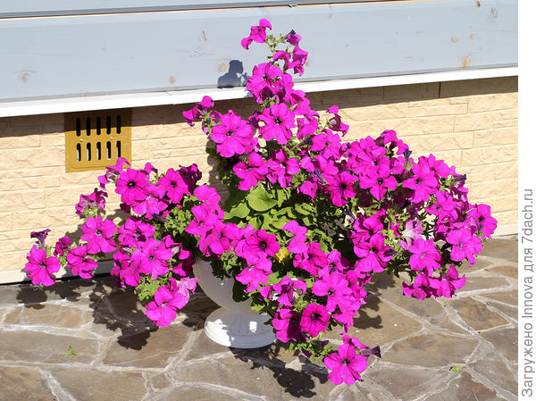 Комплиментуния Лиловая