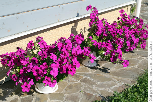 Комплиментунии Лиловые в августе