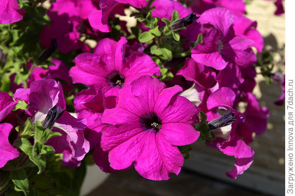 Удивительные цветы