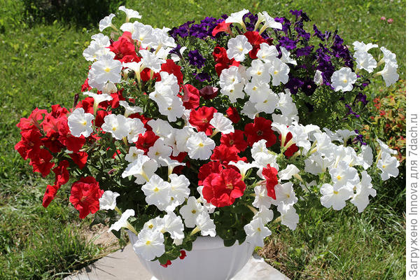 В кустовой форме идеально сочетаются с Джолли белая