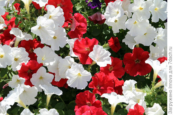 Красное и белое