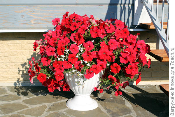 Две ампельные красные Джолли в высоком вазоне смотрятся ошеломительно