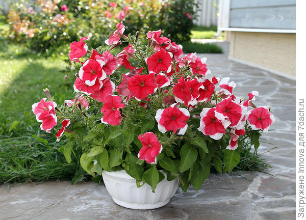 Одиночная Александра F1