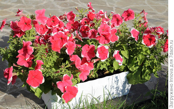 Ящик с тремя Александрами