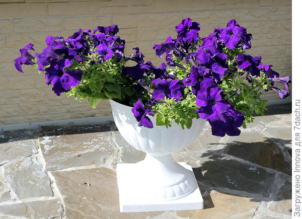 Она же 23 августа