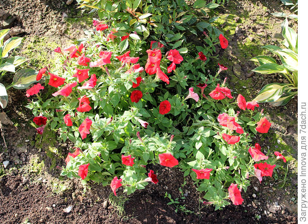 Джолли красная в грунте. 23 августа