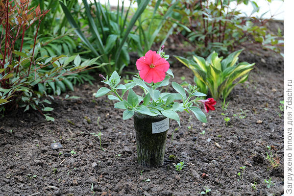 Запоздалый всход в то же время. 13 июня