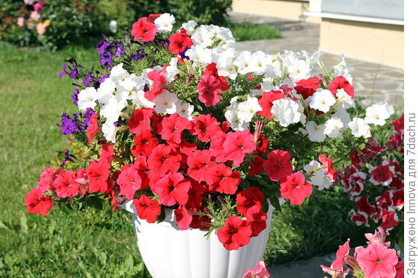 Цветение в августе. 19 августа