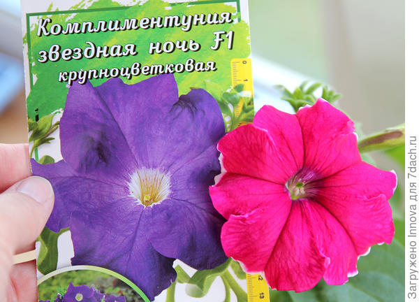 Комплиментуния Звездная ночь пересорт