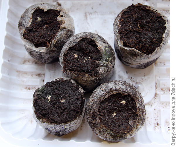 Всходов нет. 2 апреля