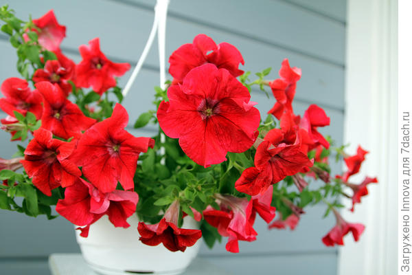 Марко Поло Красная