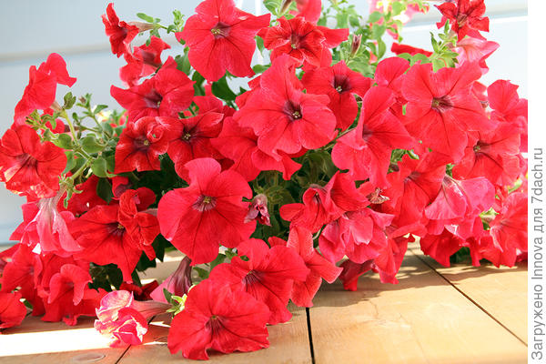 Марко Поло Красная