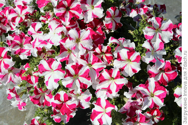 Цветы ближе