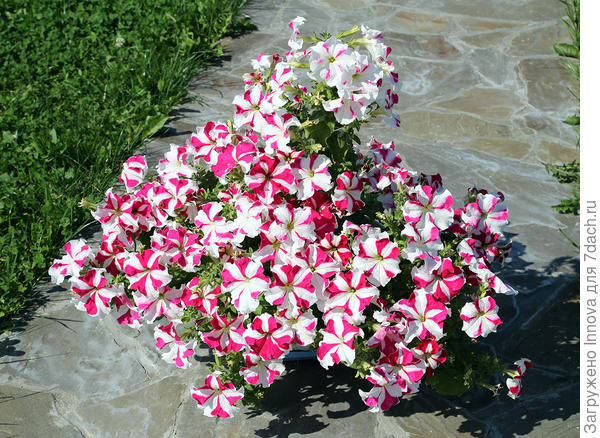 Комплиментуния Звездная ночь или Красно-белая?