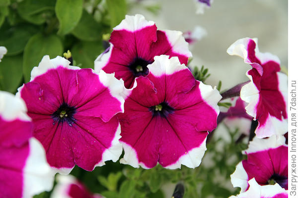 Очень ровные юбочки