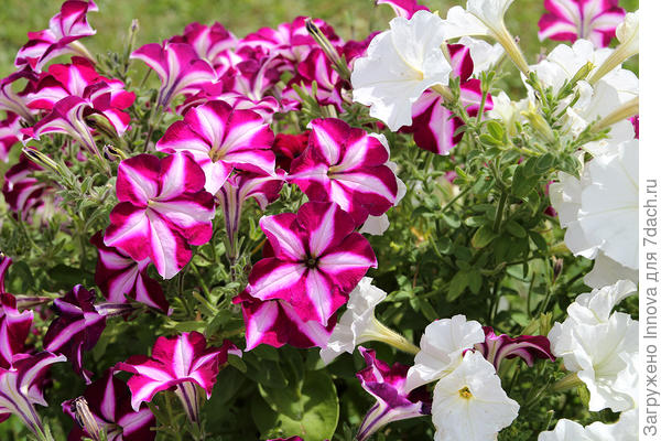 Джолли Стар-вельвет и Белая