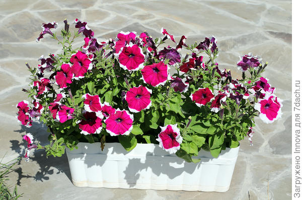 Начало августа