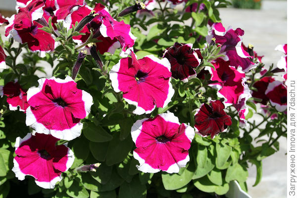 Строгая красота