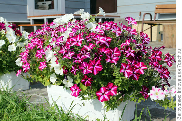 Листьев почти не видно