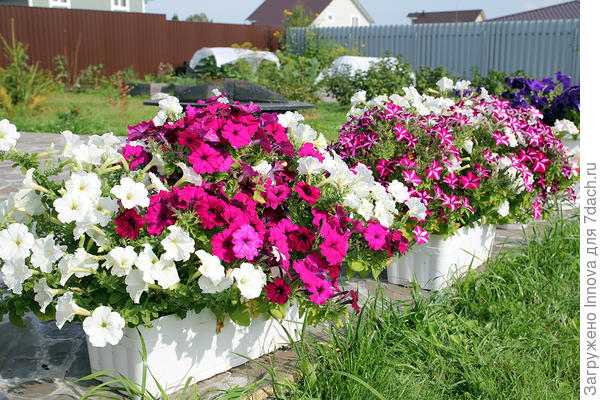 Джолли вельвет, но не стар