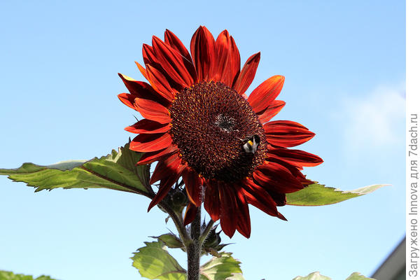 Подсолнечник декоративный Прадо Красный