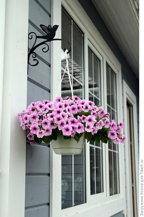 Петуния каскадная Шок Вейв Пинк Вейн F1