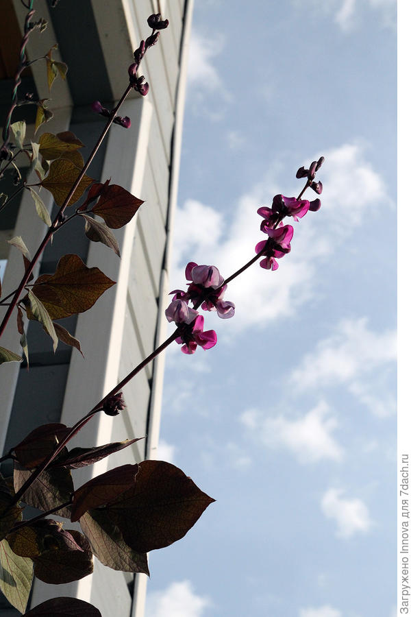 Тянусь к небу