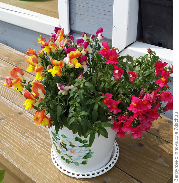 Львиный зев Цветочный дождь