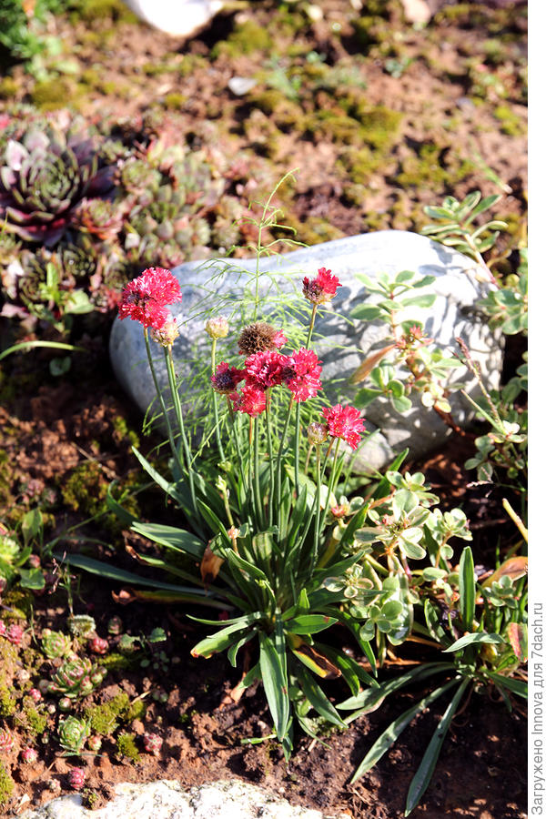 Армерия ложноармерия Балерина Красная