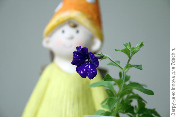 Петуния Ночное небо