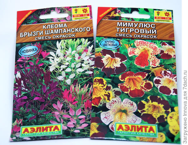 Клеома и мимулюс