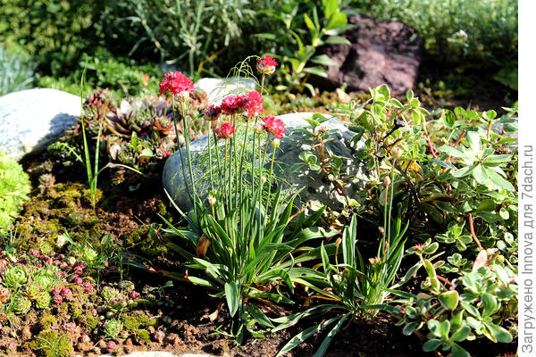Армерия в конце лета была такой, второй кустик справа послабее