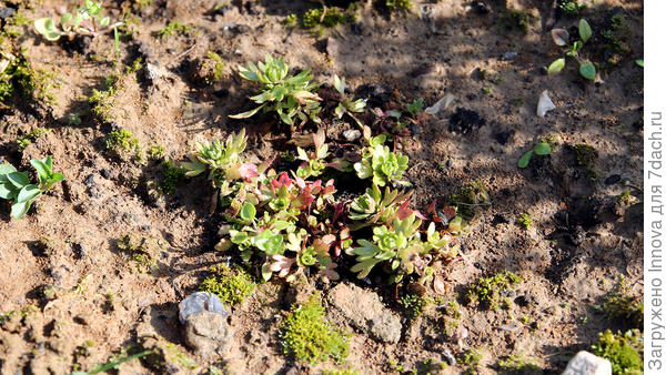 Камнеломка в конце лета, размер малюсенький, но развиваются