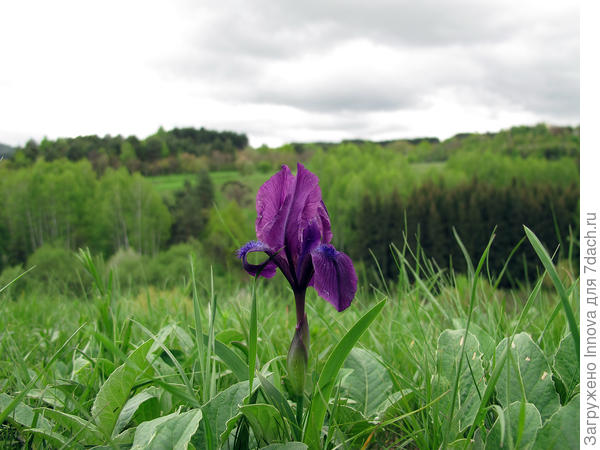 Дикий, ну очень дикий ирис в парке