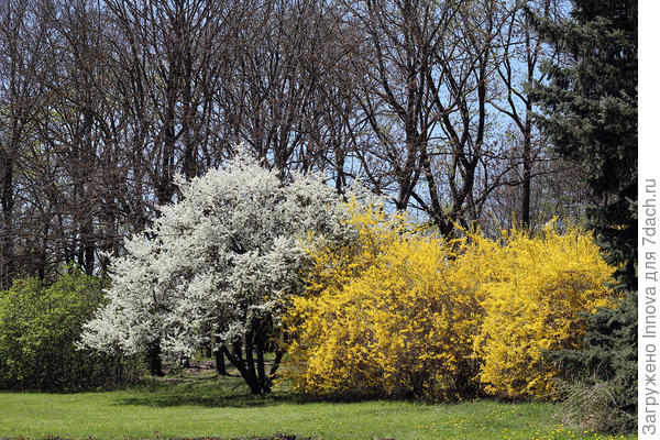 В парке много цветущих деревьев и кустарников