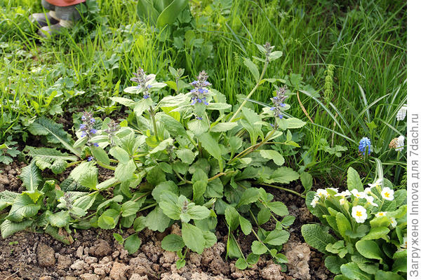 Любовно выращенная &quot;Примула&quot; ))))) Честно-честно листики в розетке были очень похожи!!!