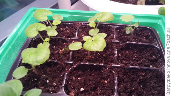 Вот такие 25 января (посев 9 января)