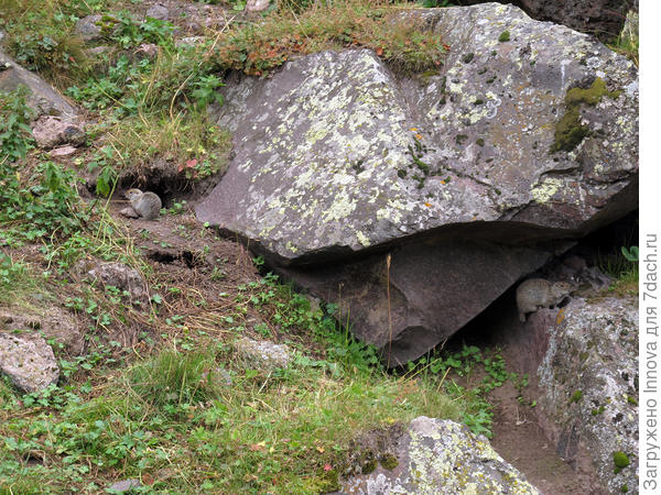 А теперь тут живут суслики