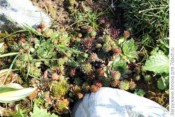 Вот так размножились на второй год