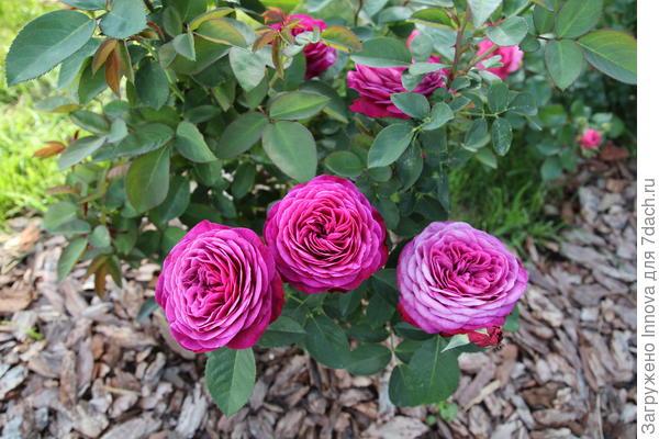 Мульчу видно