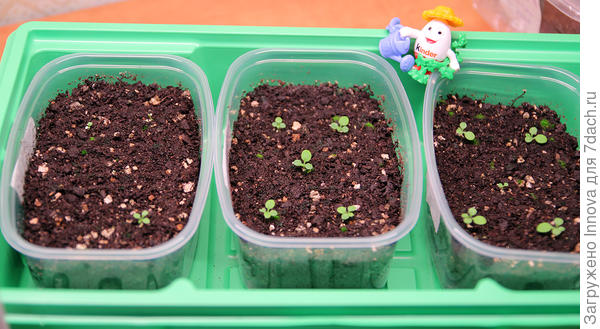 Петуния посева 1 февраля