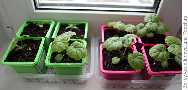 Пеларгонии